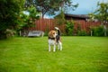 Beagle on the backyard Royalty Free Stock Photo