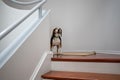 A beagle barking by the stairs