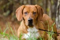 Beagle Basset Hound mixed breed dog Royalty Free Stock Photo