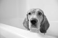 Beagle Bath Time Royalty Free Stock Photo