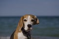 Beagle Royalty Free Stock Photo
