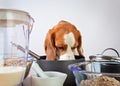 Beagle behind a kitchen table Royalty Free Stock Photo