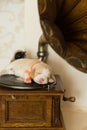 Beagle bicolor puppy sleeps on old gramophone