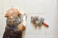 a beagle with Big pile of dog hair and which brush to comb out the dog on floor, Bunch of dog hair after grooming, Shedding tool