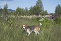 Beagle in the bog Royalty Free Stock Photo
