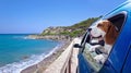 Beagle in blue car. Royalty Free Stock Photo