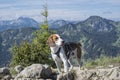 Beagle on the Bodenschneid summit Royalty Free Stock Photo