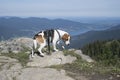 Beagle on the Bodenschneid summit Royalty Free Stock Photo