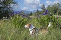 Beagle in the bog Royalty Free Stock Photo