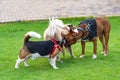 Beagle and boxer dog sniffing other dog's butt