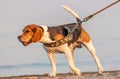 The beagle or bracchetto is a breed of medium-sized hunting dogs of English origin, originally used mostly to hunt animals such