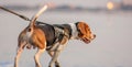 The beagle or bracchetto is a breed of medium-sized hunting dogs of English origin, originally used mostly to hunt animals such