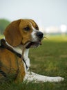 Beagle With Branchlet In Mouth Royalty Free Stock Photo