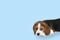 Beagle breed puppy on a blue background