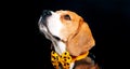 Beagle dog portrait shot, photography in pet photo studio Royalty Free Stock Photo