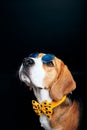 Beagle dog portrait shot, photography in pet photo studio