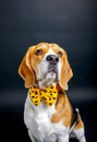 Beagle dog portrait shot, photography in pet photo studio Royalty Free Stock Photo