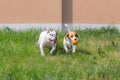 Beagle and bulldog playing Royalty Free Stock Photo