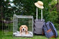 Beagle in the cage ready to travel. Wire box for transportation of the animal. Royalty Free Stock Photo