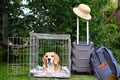 Beagle in the cage ready to travel. Wire box for transportation of the animal. Royalty Free Stock Photo