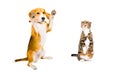 Beagle and cat Scottish Fold together Royalty Free Stock Photo