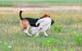 Beagle catching a bait