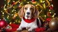 Beagle Christmas dog background. Happy New Year, Merry Christmas concept. Portrait of Cute Beagle puppy breed wearing