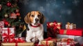 Beagle Christmas dog background. Happy New Year, Merry Christmas concept. Portrait of Cute Beagle puppy breed wearing