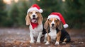 Beagle Christmas dog background. Happy New Year, Merry Christmas concept. Portrait of Cute Beagle puppy breed wearing