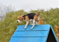 Beagle climbing over a-frame on agility training