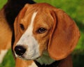 Beagle Closeup