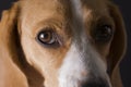 Beagle closeup portrait.