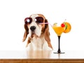 Beagle and cocktail, isolated on white