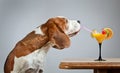 Beagle and cocktail