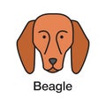 Beagle color icon