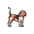Beagle color line icon. Dog breed.
