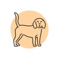 Beagle color line icon. Dog breed.