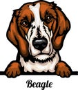 Beagle - Color Peeking Dogs - breed face head isolated on white