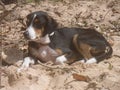 Beagle cross dog lying on sand