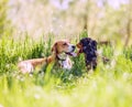 Beagle and dachshund lying in grass