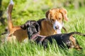 Beagle and dachshund