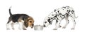 Beagle and Dalmatian puppies sniffing a bowl full Royalty Free Stock Photo