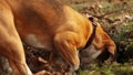 Beagle Digger Dog diligently wants to dig up something