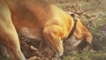 Beagle Digger Dog diligently wants to dig up something