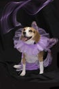 Beagle disguised as fairy