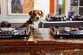 beagle in dj booth, two turntables in front