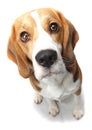 Beagle dog Royalty Free Stock Photo