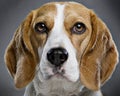 Beagle dog Royalty Free Stock Photo