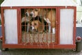 Beagle Dog, Adults in Trailer, Going to Hunt Royalty Free Stock Photo