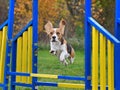 Beagle dog on agility training